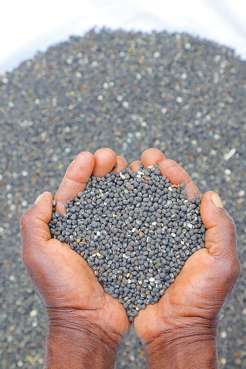 உளுந்து
