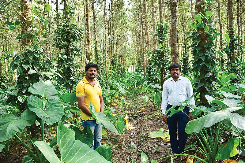 சில்வர் ஓக்+மிளகு+கிழங்கு தோட்டத்தில்