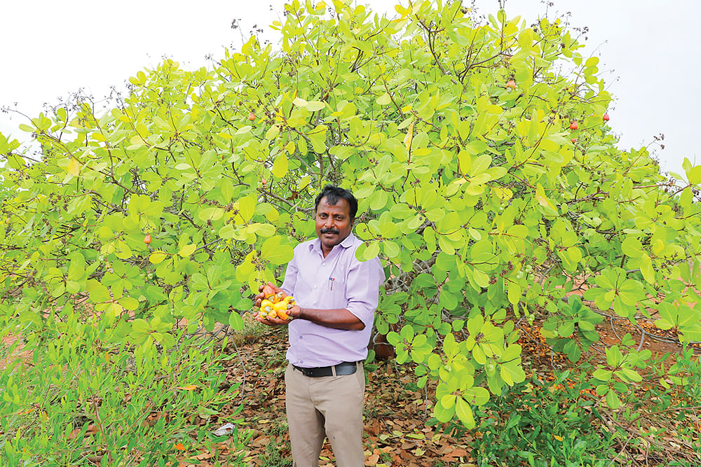 முந்திரி அறுவடை