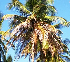 இலை கருகல்