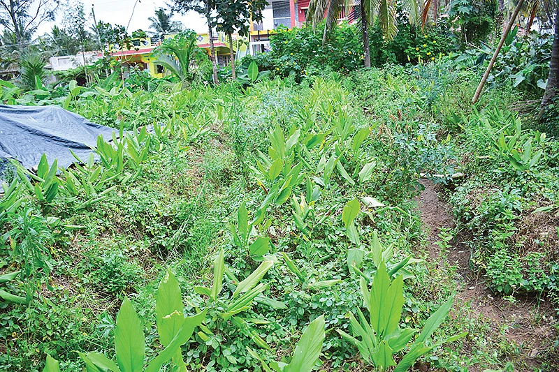 மஞ்சள்