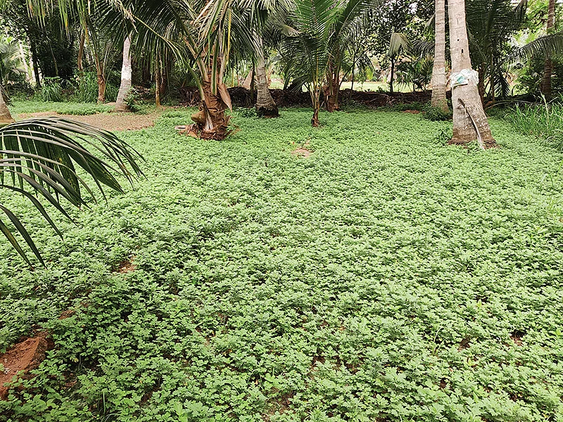 மாசிப்பச்சை சாகுபடி