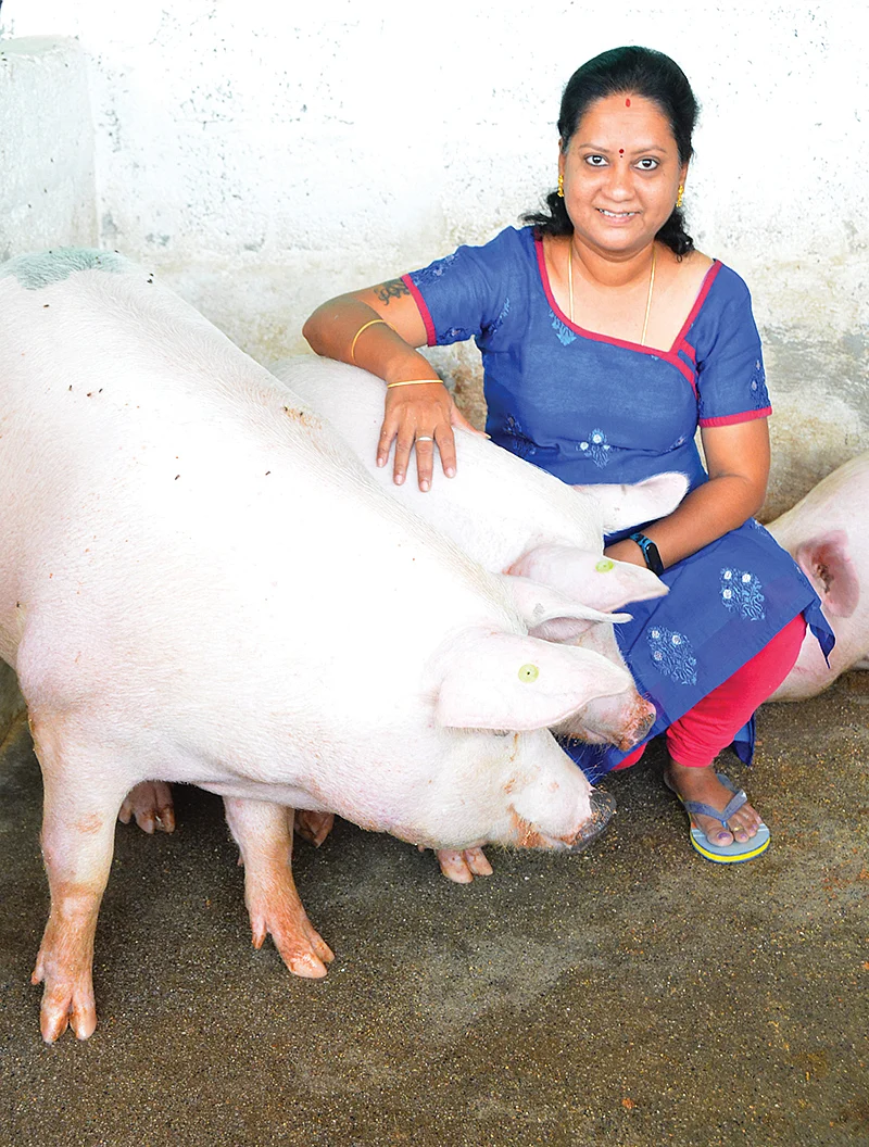 வெண்பன்றிகள் பண்ணையில் சுஜாதா