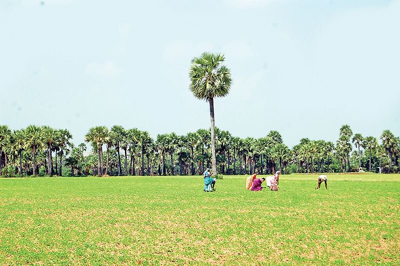 பனை