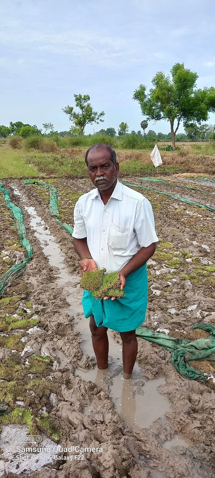 சேதமான நாற்றுகள்