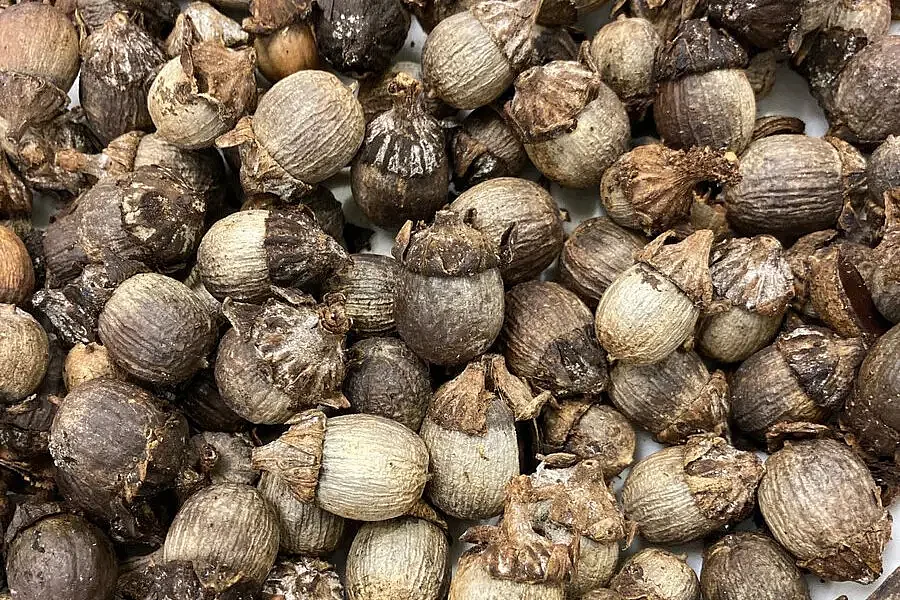 விதை துளைகளில் காணப்பட்ட கூட்டுப்புழு