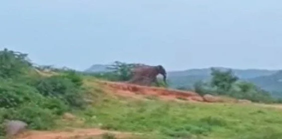 போதையில் தடுமாறிய காட்டு யானை