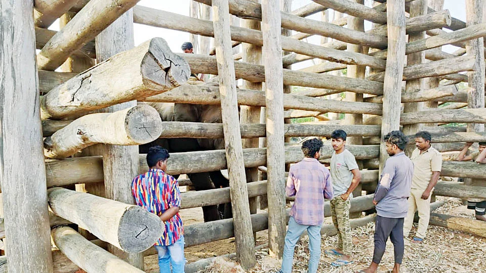 குஷா யானை