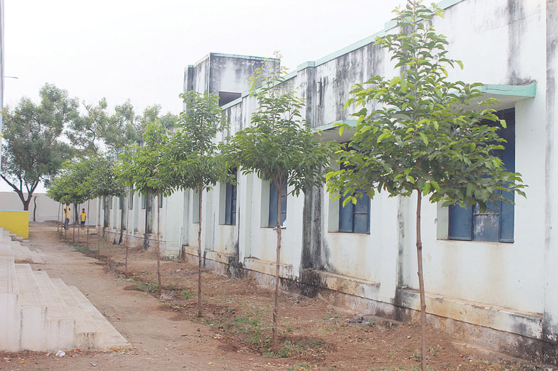 பள்ளியில் வளர்ந்து வரும் மரக்கன்றுகள்