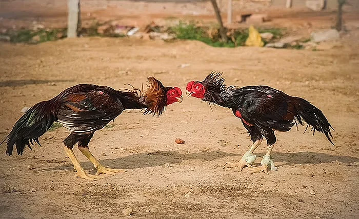 கோழிப்போர்