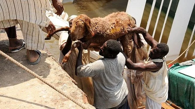 மீட்கப்படும் ஆடுகள்