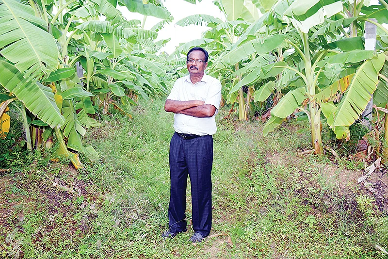 வாழைத்தோட்டத்தில் சண்முகசுந்தரம்