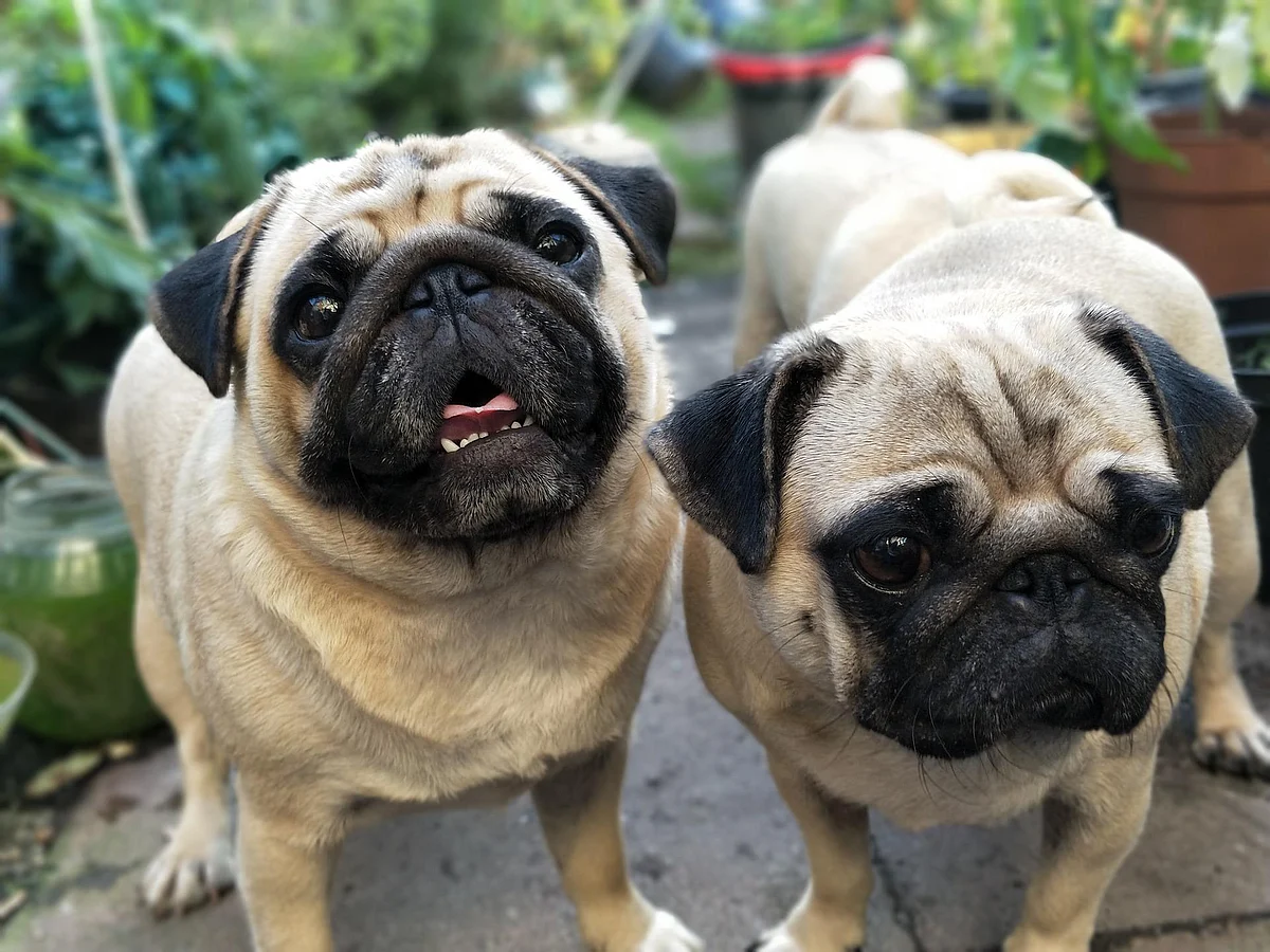 `Pug, Bulldog ரக நாய்களை வாங்க வேண்டாம்!' - ஏன் எச்சரிக்கிறார்கள் கால்நடை மருத்துவர்கள்?