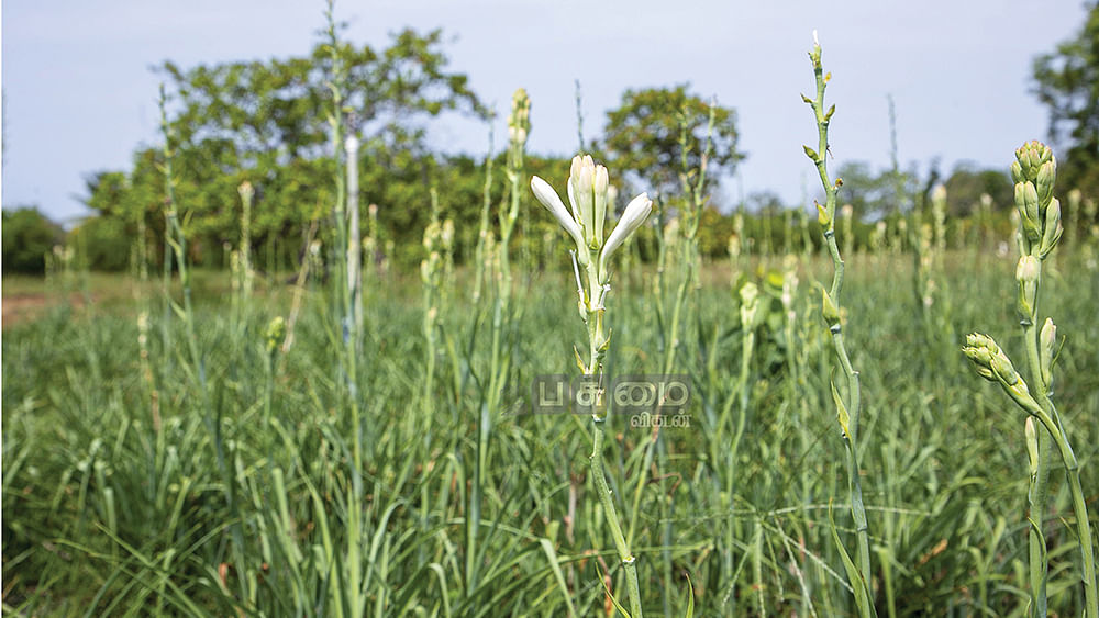 சம்பங்கி