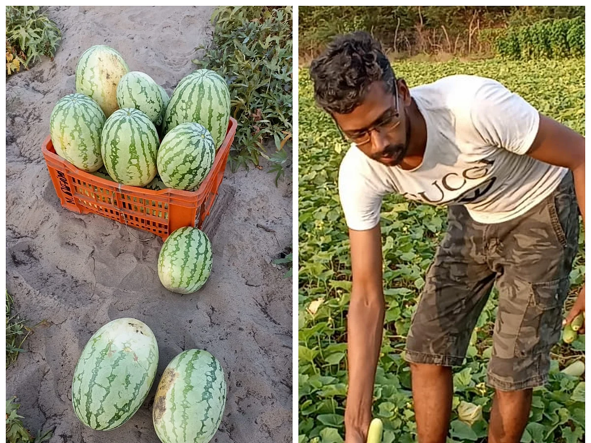 நெல், காய்கறிச் சாகுபடி; இயற்கை விவசாயத்தில் அசத்தும் அரசு ஊழியர்!