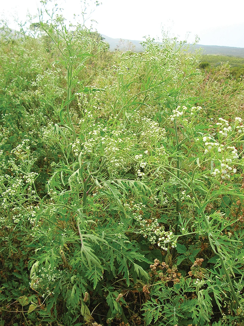 பார்த்தீனியம்