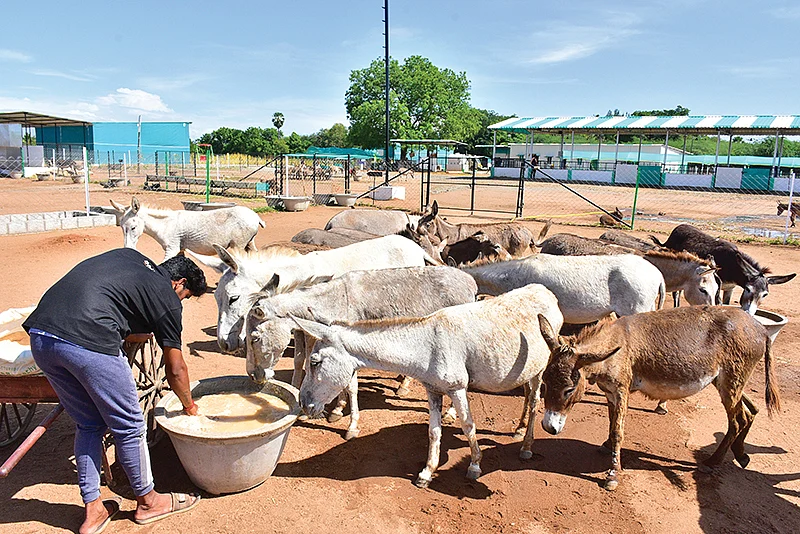 பண்ணையில் உற்சாகமாக தண்ணீர் எடுக்கும் கழுதைகள்