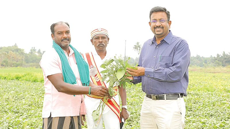 உளுந்து வயலில் ஆட்சியர் தினேஷ் பொன்ராஜ் ஆலிவர்
