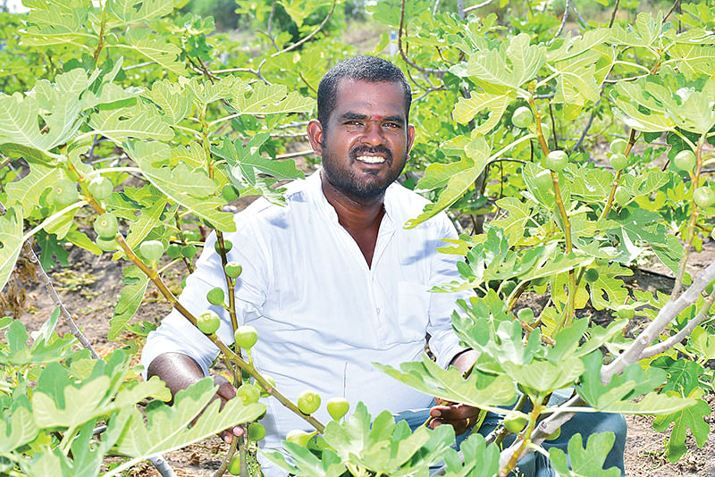 அத்தித் தோட்டத்தில் ராஜ்குமார்