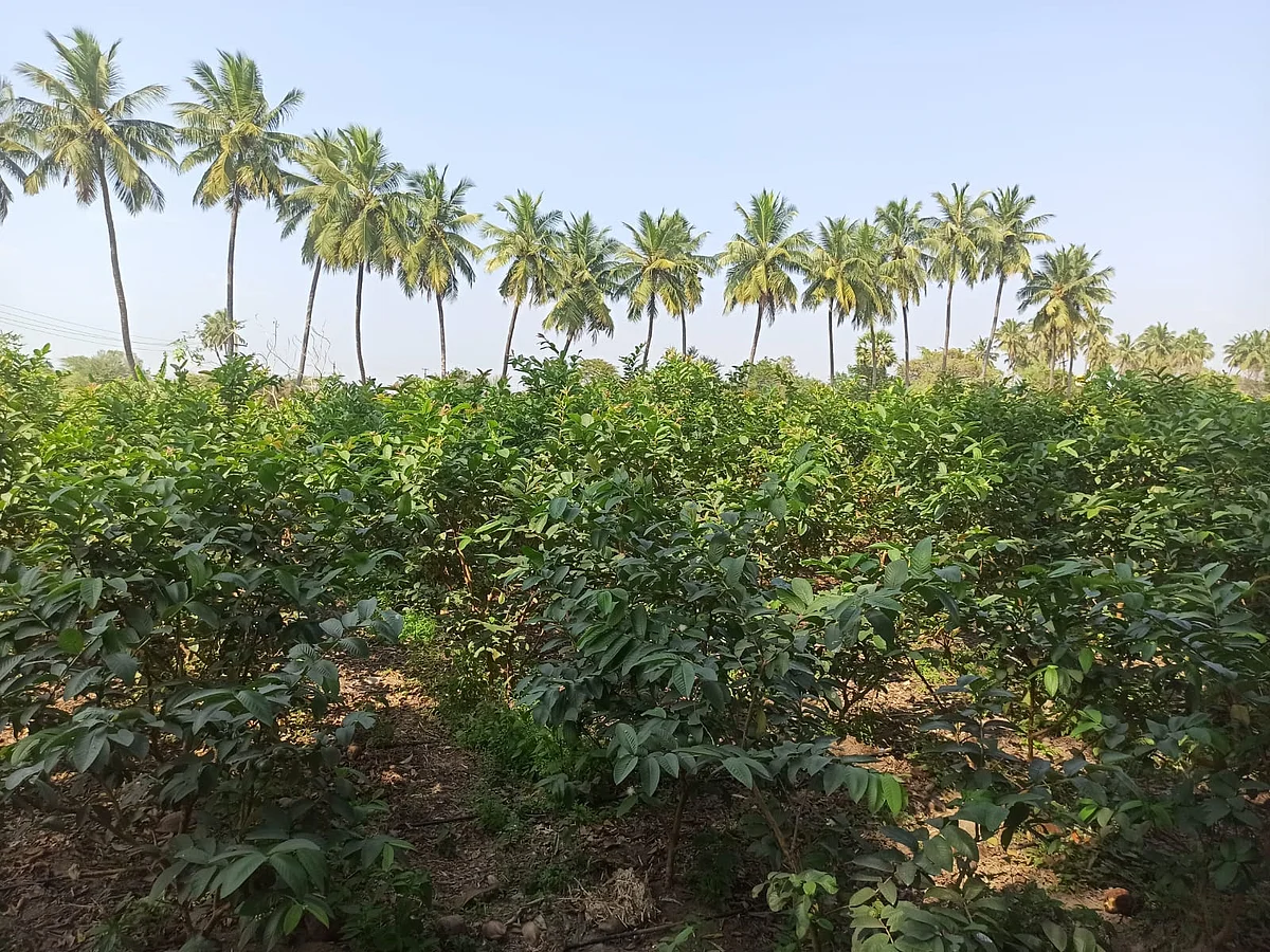 கொய்யா சாகுபடி வயல்