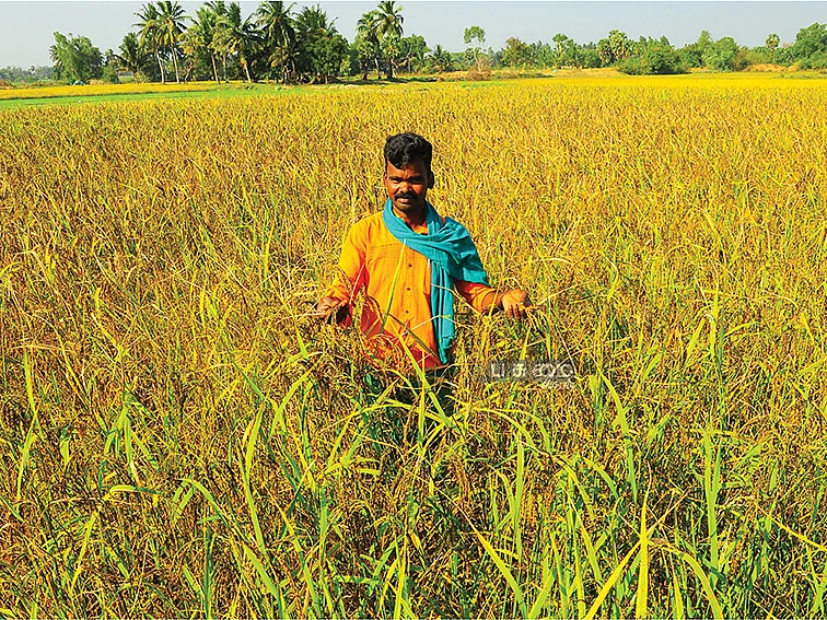 ரூ.3,90,000
நெல், நிலக்கடலை...
இயற்கை விவசாயத்தில் அசத்தும் அனிமேஷன் இளைஞர்!