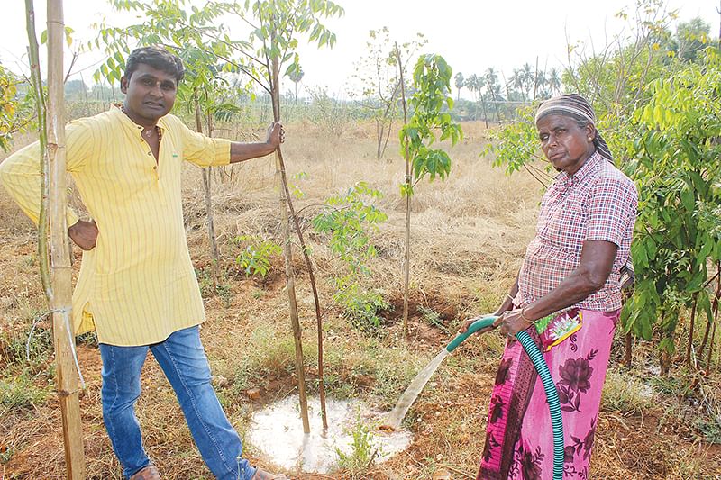 மரங்களுக்குத் தண்ணீர்