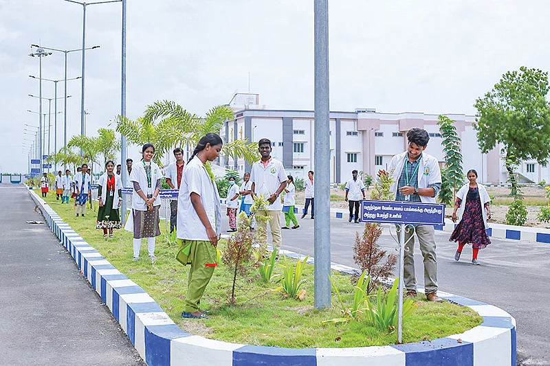 சாலைகளுக்கு நடுவில் வளரும் மரக்கன்றுகள்