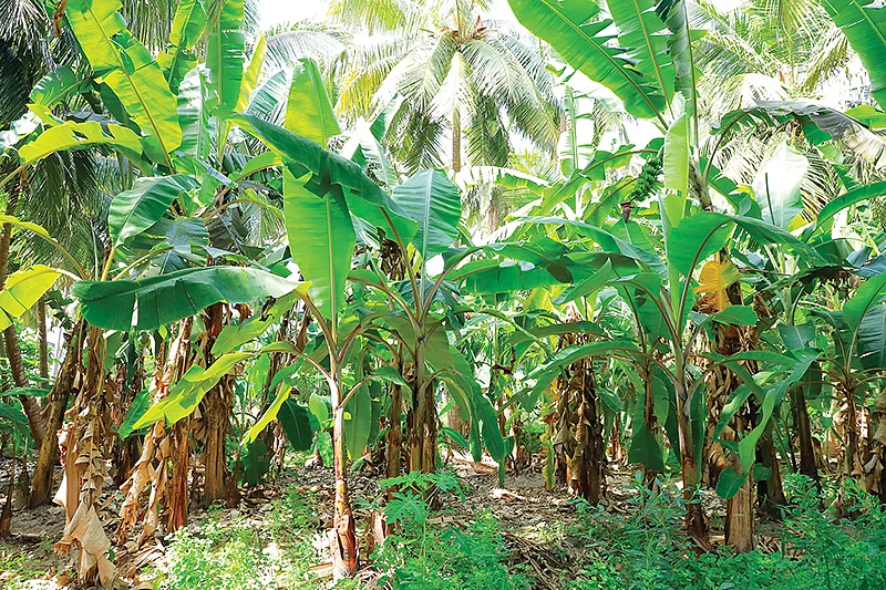 ஊடுபயிராக வாழை