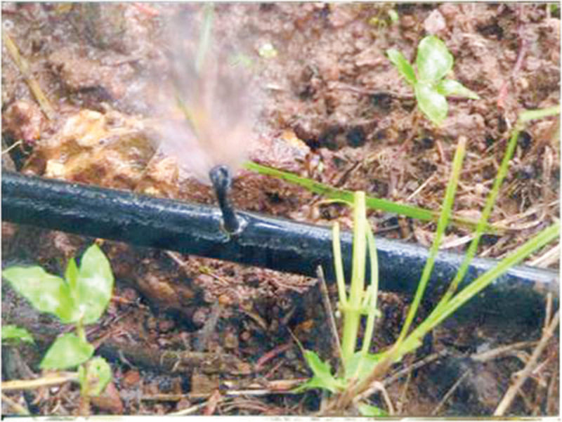 நுண் தெளிப்பான்
