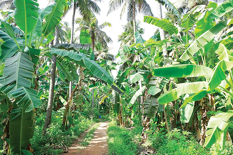 ஊடுபயிராக வாழை