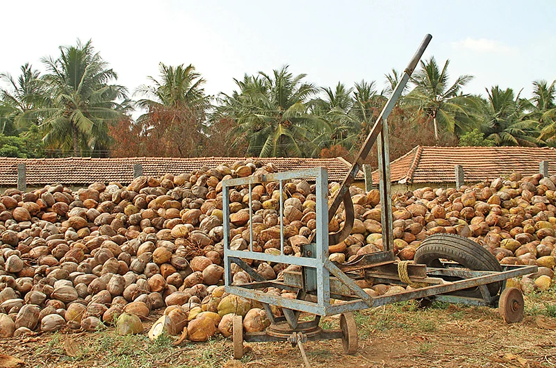 தேங்காய்கள்