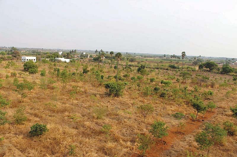 கிராமத்தில் வளர்ந்து வரும் மரங்கள்