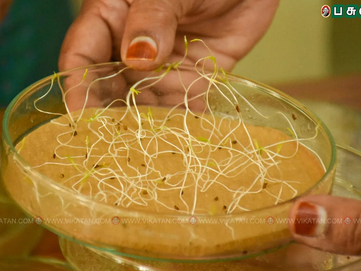 How to: விதைகளின் தரத்தை வீட்டிலேயே பரிசோதிப்பது எப்படி? | How to check seed germination at home?