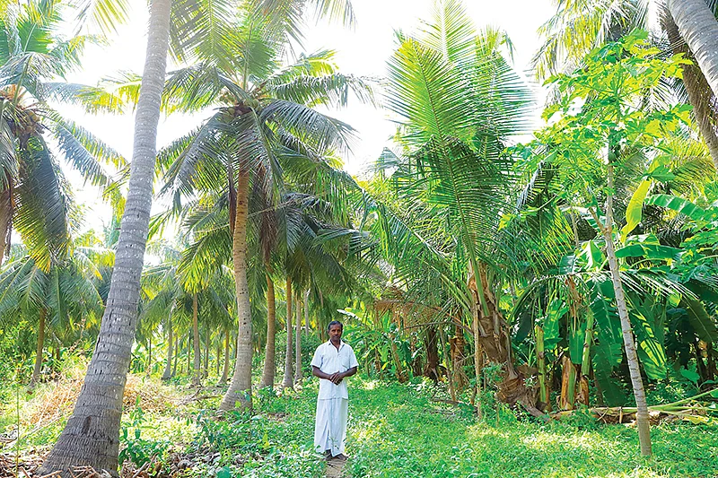 தென்னை+வாழை கலந்த பசுமைச் சோலைக்குள் சிதம்பரம்