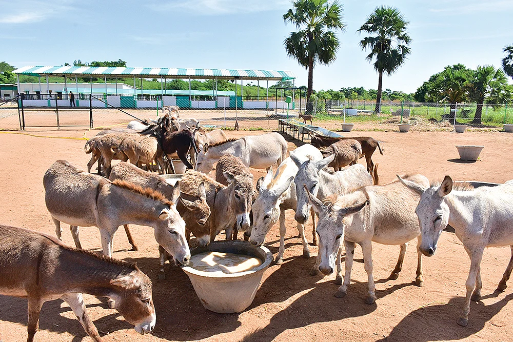 பண்ணையில் கழுதைகள்