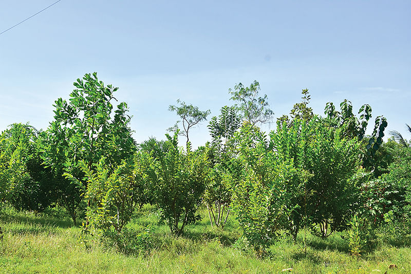 பண்ணையில்
