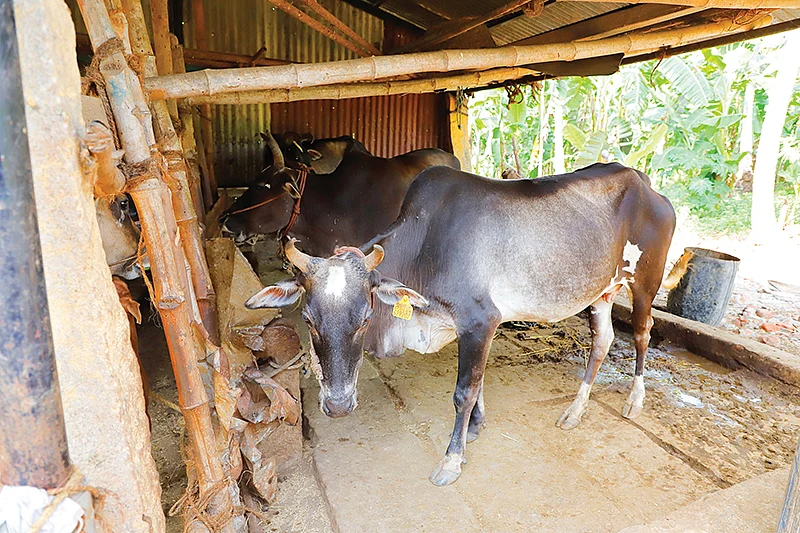 மாடுகள்