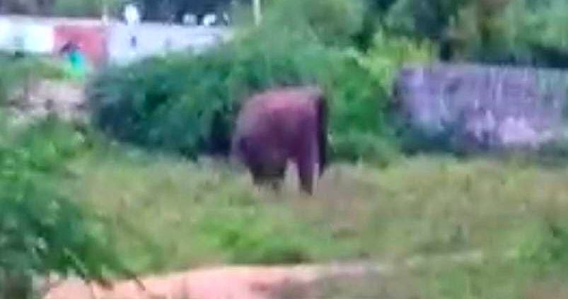 சாராய ஊறல்; தடுமாறிய காட்டு யானை... பேரணாம்பட்டு வனத்துறையினர் அதிர்ச்சி!