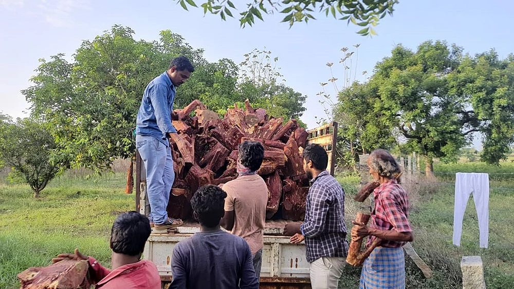 செம்மரக் கடத்தலில் இரு மாநில அரசியல்... கோடிகளில் புரளும் தமிழக ‘டான்’கள்!