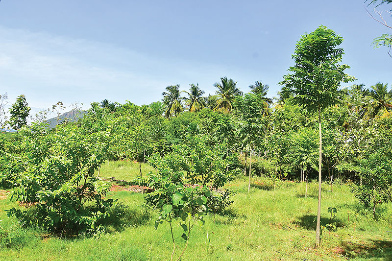 பண்ணையில்