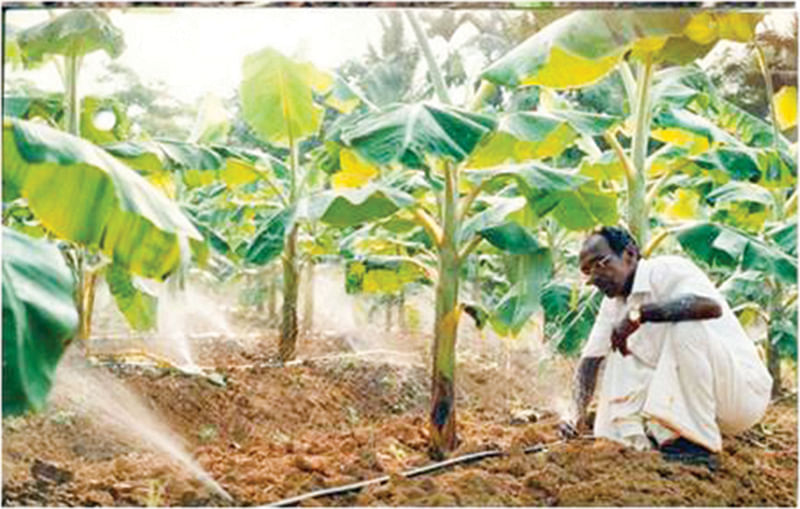 பாசனம்
