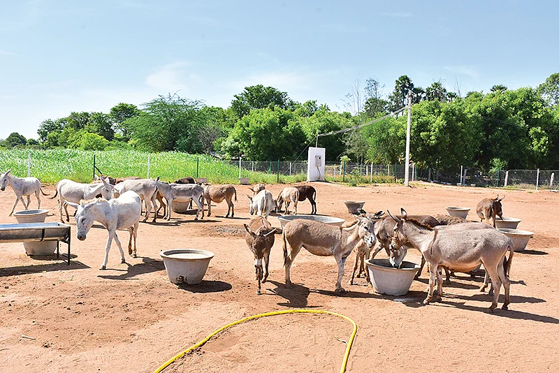 பண்ணையில் உற்சாகமாக தண்ணீர் எடுக்கும் கழுதைகள்