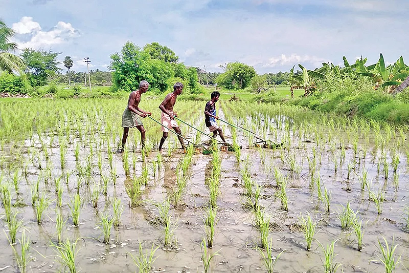 விவசாயப் பணிகளில்