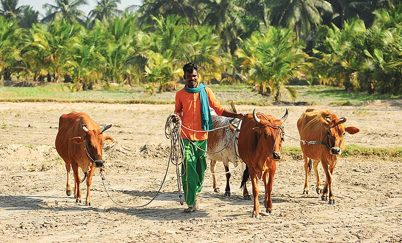 மாடுகளுடன்