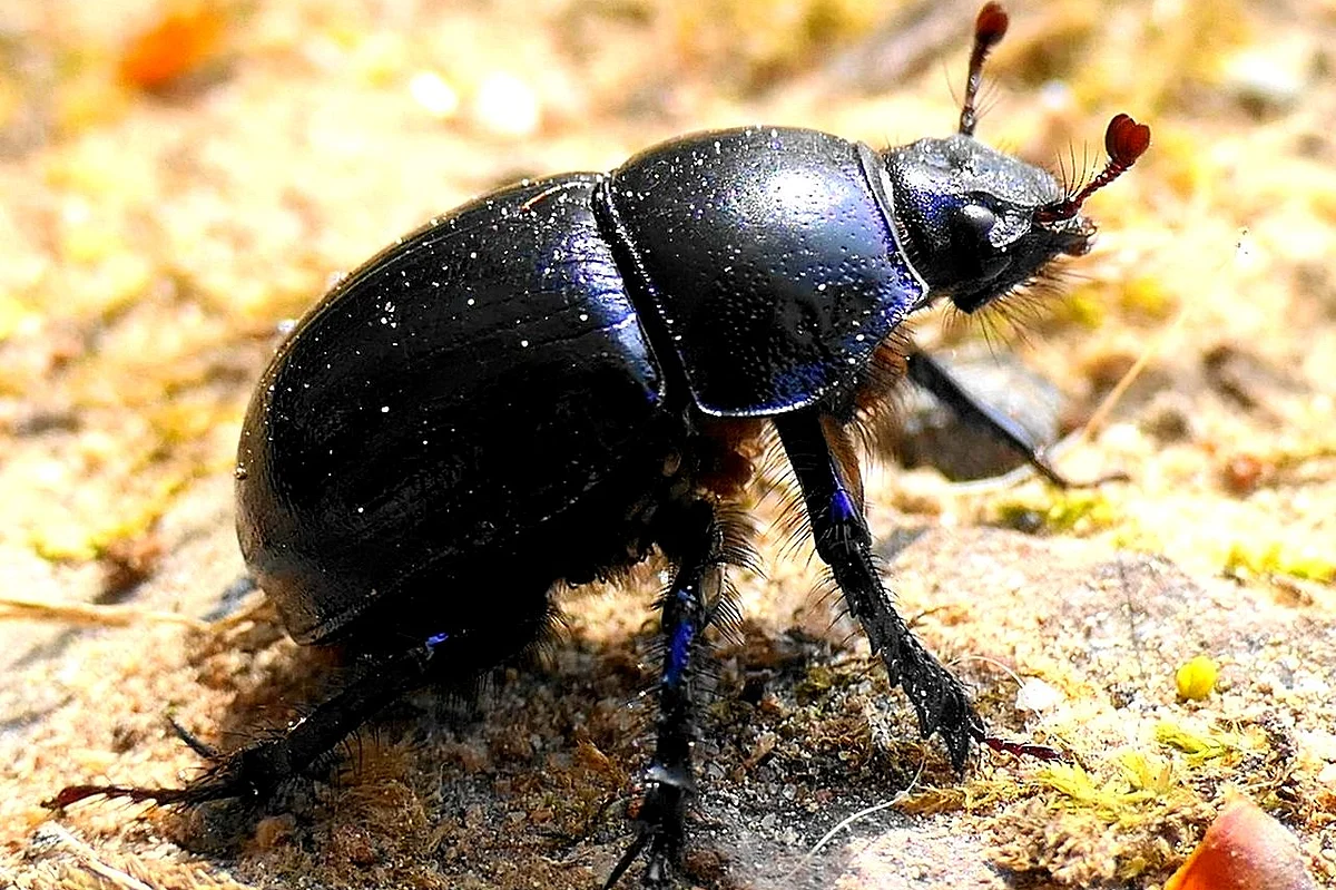 Dung beetle