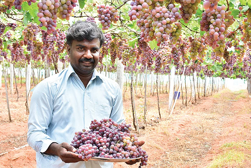 பளபளக்கும் பன்னீர் திராட்சையுடன் செலின்