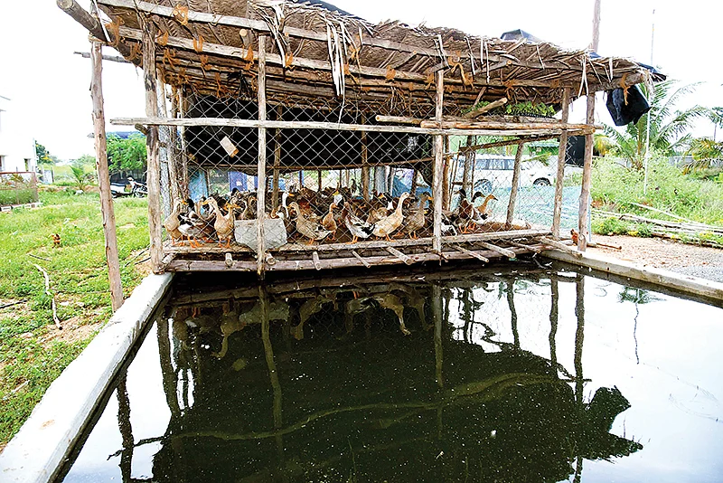 மீன் கழிவு நீர் உரம்
