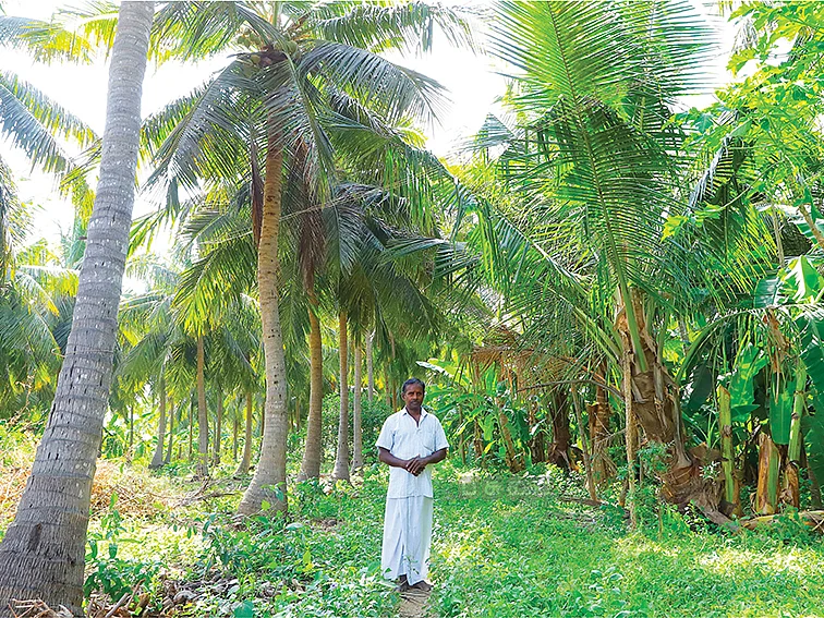 ஆண்டுக்கு... ரூ.8,43,000 லாபம்...
4 ஏக்கர் தென்னை...
ஊடுபயிராக வாழை!