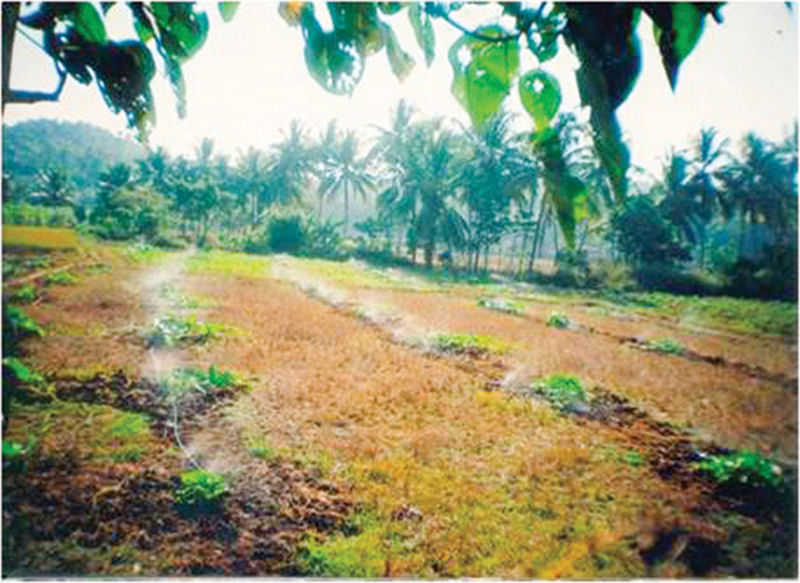 பாசனம்