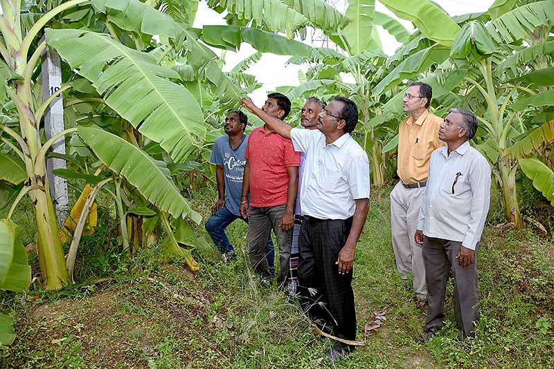 வாழைப்பாடம்